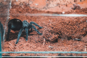 spider in the zoo