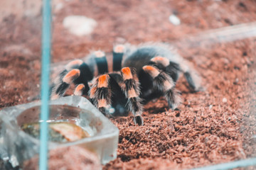 spider in the zoo