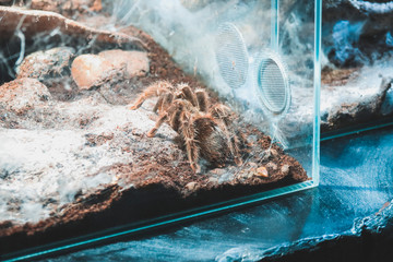 spider in the zoo