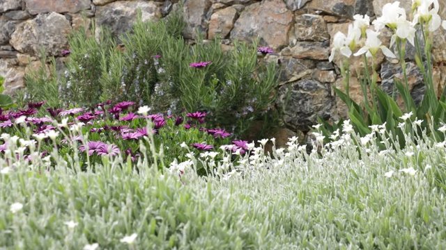 Mediterranean garden. Flowers of Iberis, African daisy. The flowers of Cerastium tomentosum, African daisy (Dimorphotheca pluvialis), Iberis move under the Mediterranean breeze.