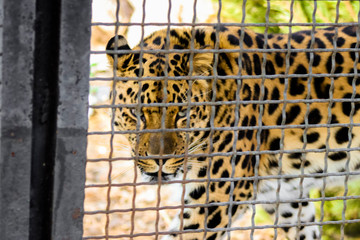 leopard in the zoo