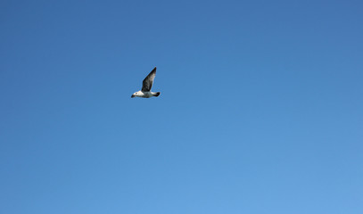 Obraz premium 하늘을 날으는 갈매기