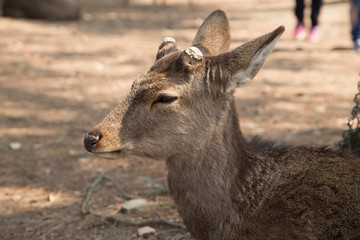 fawn or deer in the prairies of Tobihino in the city of Nara in Japan 3