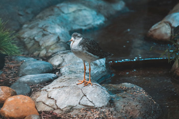 Bird in the zoo