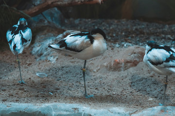 Bird in the zoo