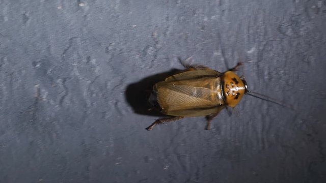 Cockroachs or Blaptica dubia (Blattodea) on a dark background