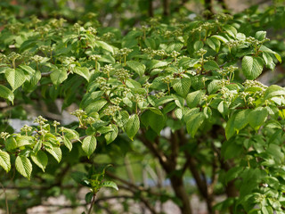 Viorne de Chine (Viburnum plicatum) aux cymes floraux printanier encore immatures