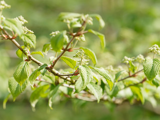 Rameaux à port étagé de la Viorne de Chine (Viburnum plicatum) aux cymes floraux printanier encore immatures