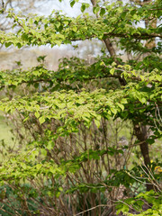 Viorne de Chine (Viburnum plicatum) aux cymes floraux printanier encore immatures
