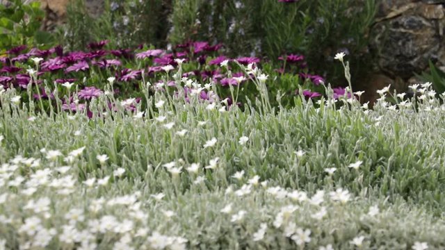 Mediterranean garden. Flowers of Iberis, African daisy. The flowers of Cerastium tomentosum and African daisy (Dimorphotheca pluvialis) move under the Mediterranean breeze.