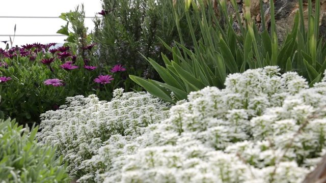 Mediterranean garden. Flowers of Iberis, African daisy. The flowers of Cerastium tomentosum, African daisy (Dimorphoteca pluvialis), Iberis and Iris move under the Mediterranean breeze.