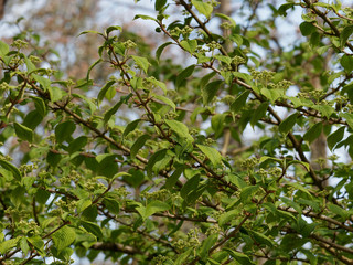Rameaux à port étagé de la Viorne de Chine (Viburnum plicatum) aux cymes floraux printanier encore immatures