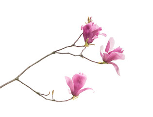 Naklejka na ściany i meble magnolia flower spring branch isolated on white background