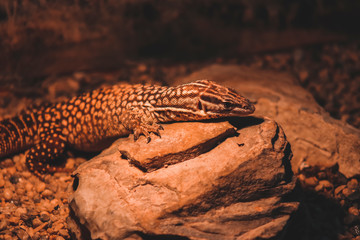 Reptile in the zoo