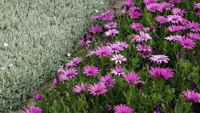 Mediterranean garden. Flowers African daisy. The flowers of Cerastium tomentosum and African daisy (Dimorphotheca pluvialis) move under the Mediterranean breeze.
