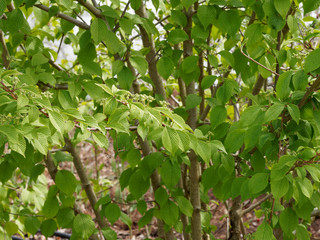 Rameaux à port étagé de la Viorne de Chine (Viburnum plicatum) aux cymes floraux printanier encore immatures