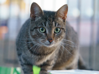 Homeless cat eats food what people bring 