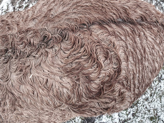 Detail of horse fur growth and composition