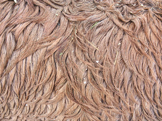 Fluffy wet brown horse winter fur. Animal hair