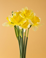 daffodil flowers on a beige background close-up