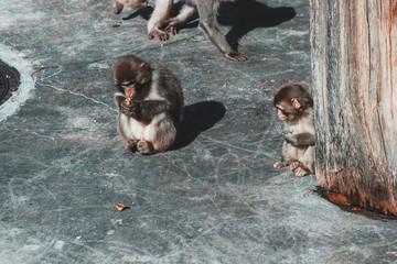 Monkey in the zoo