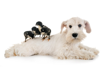 puppy white miniature schnauzer