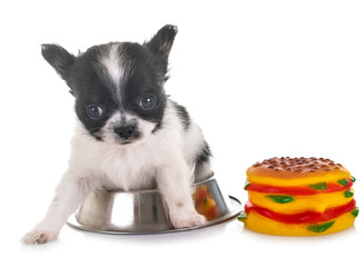 puppy chihuahua in studio