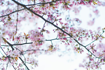 Beautiful pink and white flowers on a tree in spring. 
