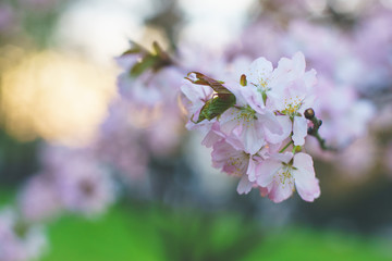 Beautiful pink and white flowers on a tree in spring. 