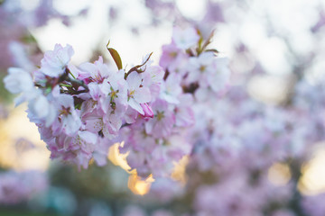 Beautiful pink and white flowers on a tree in spring. 
