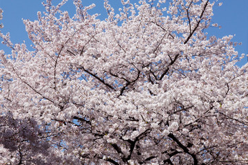 目黒川の桜