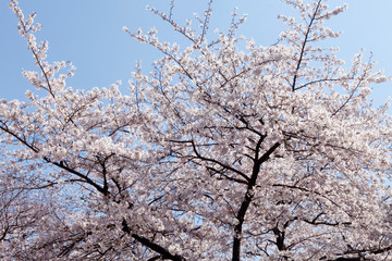 目黒川の桜