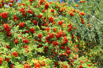 Branches with ripe bright fruits of mountain ash