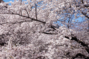 目黒川の桜