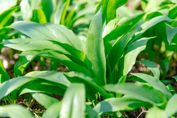 Bärlauch, closeup. Lauch, gesund