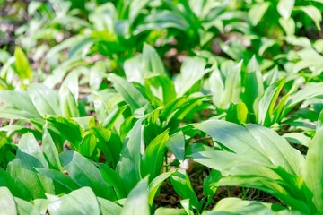 Bärlauch, closeup. Lauch, gesund