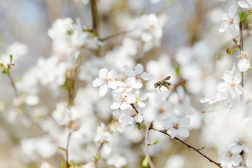Kirschblüte, Frühling, Blüte, Sonne