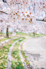 平成最後の桜