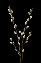 willow isolated on black background close-up © Valerii Zan