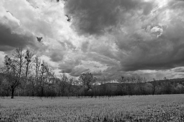 black and white photo of a field with a forest along the edge and clouds in the sky