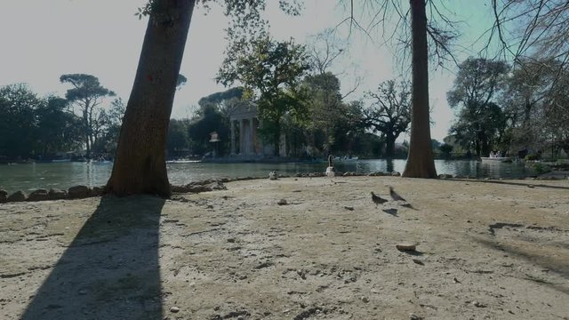 Swan goose and pigeons near the Villa Borghese Lake and Tempio di Esculapio