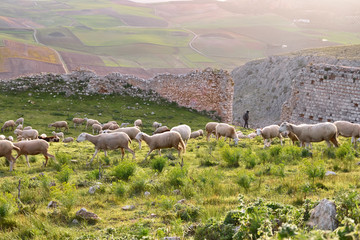 Wypas owiec Andaluzja Hiszpania w Teba © Barbara Bajorek