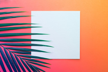 Tropical coconut leaves with white paper card Frame on pastel color background.Jungle leaf close up