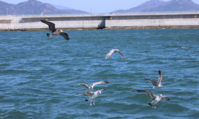 바다물위를 날으는 갈매기