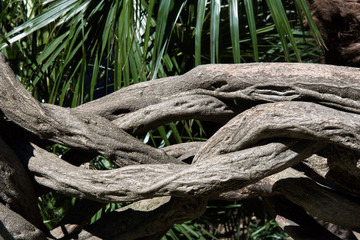 Subtropical garden in Sochi. Beautiful nature.