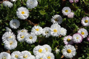 Fototapeta premium Beautiful white flowers. Sochi.