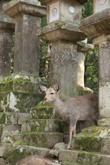 fawns or deer among the stone lanterns in Tobishino in the city of Nara in Japan 2