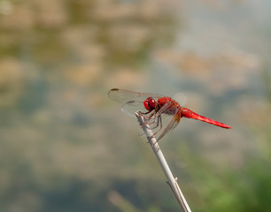 red dragonfly