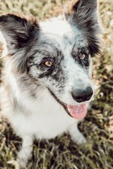 Border Collie 
