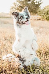 Pepper Border Collie